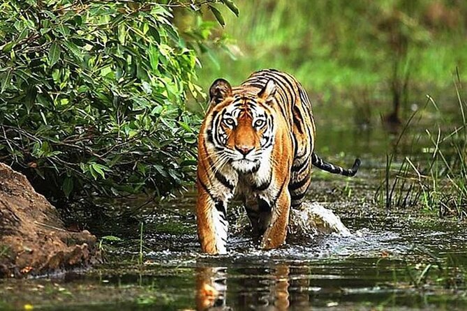 From Delhi: 5-Day Golden Triangle Tour & Ranthambore Tiger Safari - Accommodations and Transportation