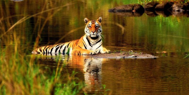 From Delhi: 5-Day Tiger Safari & Golden Triangle Tour - Inclusions