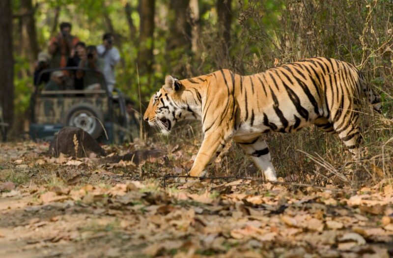 From Delhi: 5-Day Tiger Safari & Golden Triangle Tour - Customer Reviews