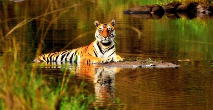 From Delhi: 5-Day Tiger Safari & Golden Triangle Tour - Transportation and Guides