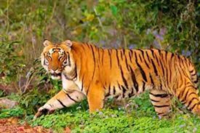 From Delhi: 6-Day Golden Triangle Tour With Ranthambore - Key Points