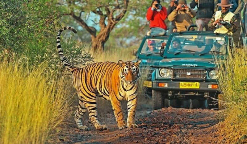 From Delhi: 6-Day Golden Triangle Tour With Ranthambore - Experience and Activities