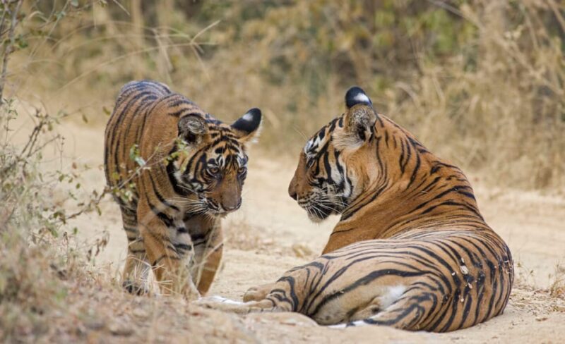 From Delhi: 6-Day Golden Triangle Tour With Ranthambore - Key Attractions