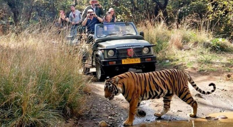 From Delhi: 6-Day Golden Triangle Tour With Tiger Safari - Key Points