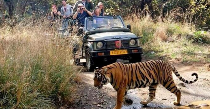 From Delhi: 6-Day Golden Triangle Tour With Tiger Safari - Accommodation and Dining