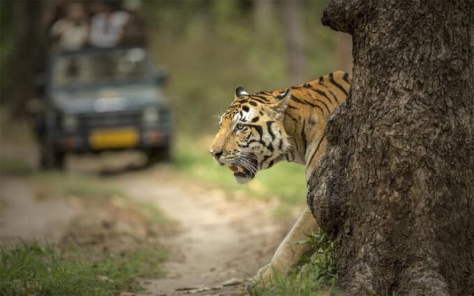 From Delhi: 6 Days Delhi, Agra, Jaipur and Ranthambore Tour - Taj Mahal and Agra Sights