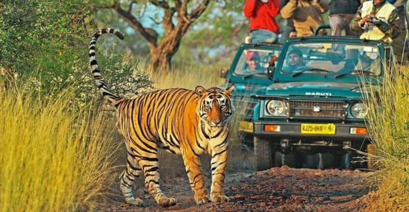 From Delhi : 6 Days Delhi, Jaipur, Agra & Ranthambore By Car - Important Information