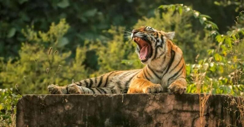From Delhi : 6 Days Delhi, Jaipur, Agra & Ranthambore By Car - Key Points