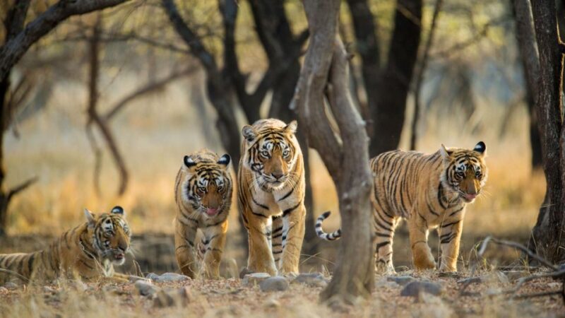 From Delhi: 6 Days Golden Triangle Tour With Ranthambore - Itinerary Highlights