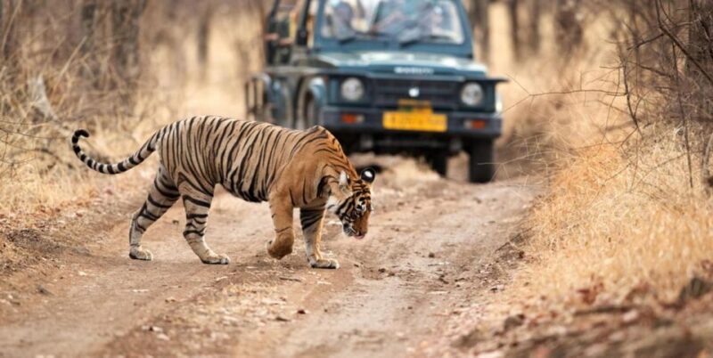 From Delhi: 6 Days Golden Triangle Tour With Ranthambore - Day-by-Day Breakdown