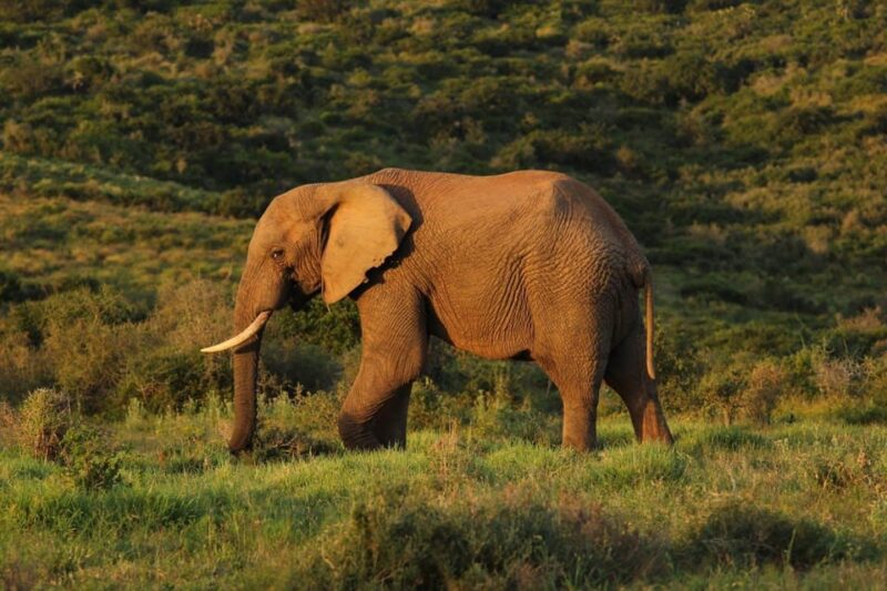 From Delhi : Day Trip to Taj Mahal, Agra Fort & Elephant - Key Points