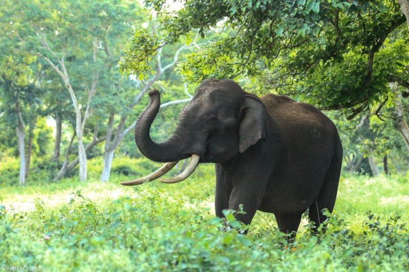 From Delhi : Day Trip to Taj Mahal, Agra Fort & Elephant - Itinerary Highlights