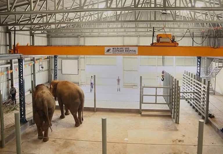 From Delhi : Elephant Conservation and Care Centre -Wildlife - Transportation and Itinerary