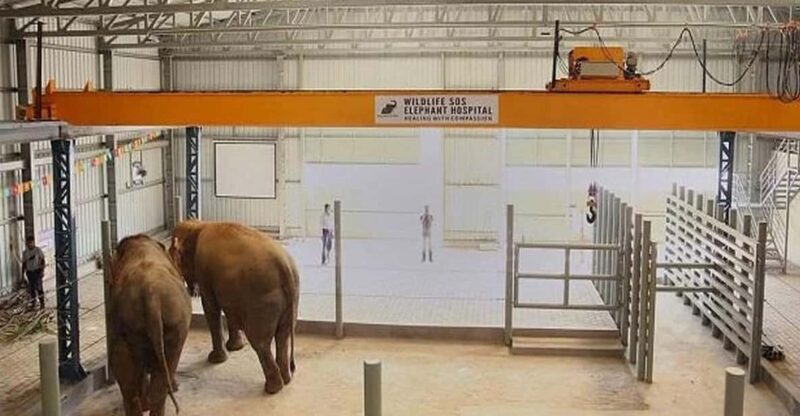 From Delhi : Elephant Conservation and Care Centre -Wildlife - Facilities and Inclusions