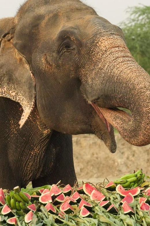 From Delhi : Elephant Conservation and Care Centre -Wildlife - Inclusions and Exclusions