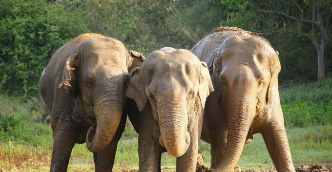 From Delhi : Elephant Conservation and Care Centre -Wildlife - Frequently Asked Questions