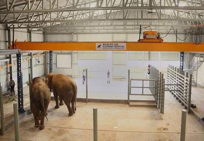 From Delhi : Elephant Conservation and Care Centre -Wildlife - Recap