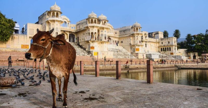 From Delhi: Full Day Jaipur City Guided Tour With Lunch - Transportation and Accessibility