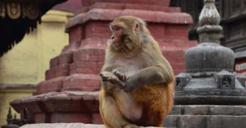 From Delhi: Jaipur (Pink City) and Monkey Temple Day Tour - Key Points