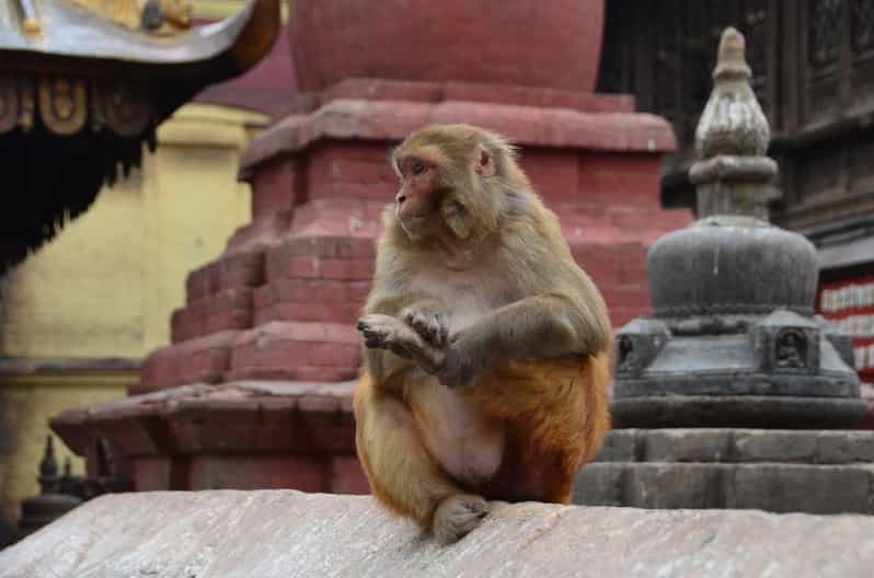 From Delhi: Jaipur (Pink City) and Monkey Temple Day Tour - Itinerary Highlights