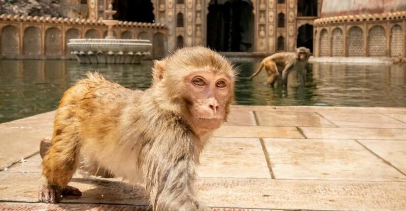 From Delhi: Jaipur Private Day Trip With Monkey Temple - Key Points