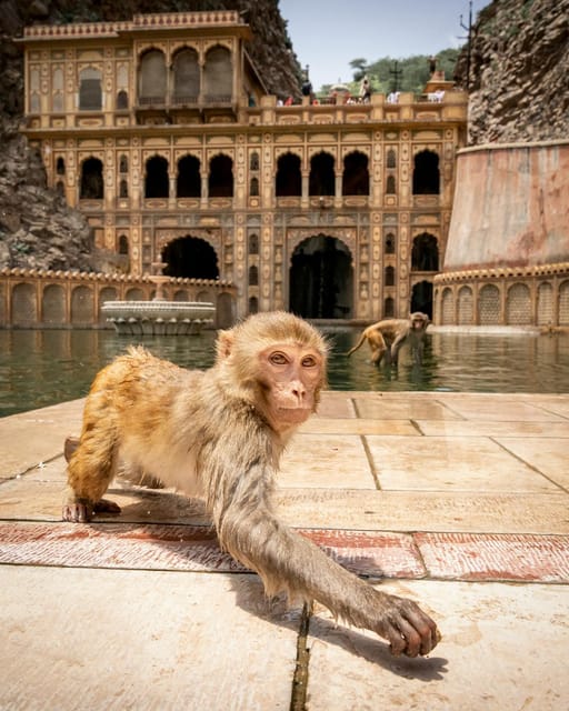 From Delhi: Jaipur Private Day Trip With Monkey Temple - Important Information