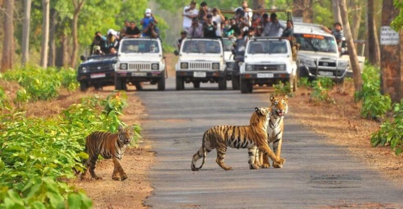 From Delhi: Jim Corbett National Park Tour by Car - Itinerary Details