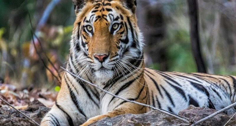 From Delhi: Jim Corbett National Park Tour by Car - Day 01 Itinerary