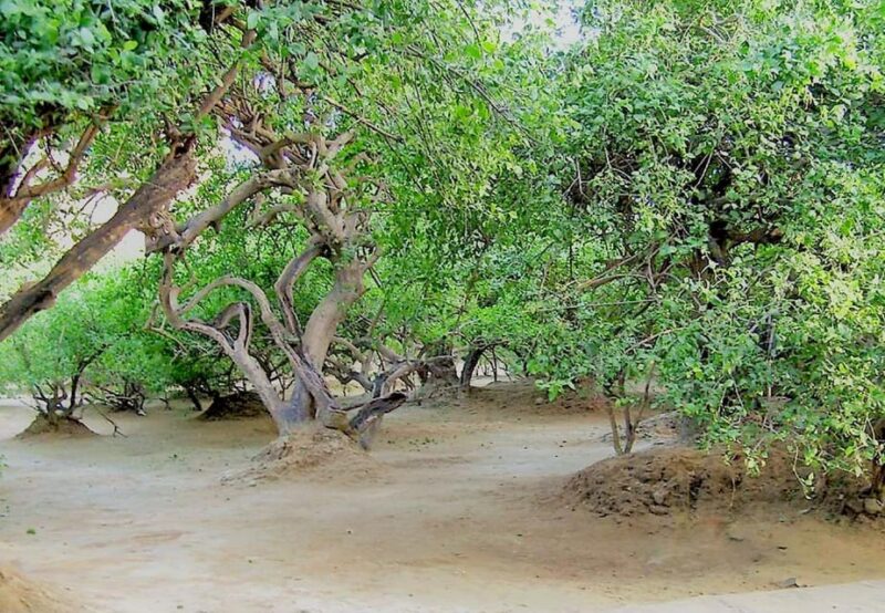 From Delhi: Private 1-day Mathura and Vrindavan Tour by Car - Key Points