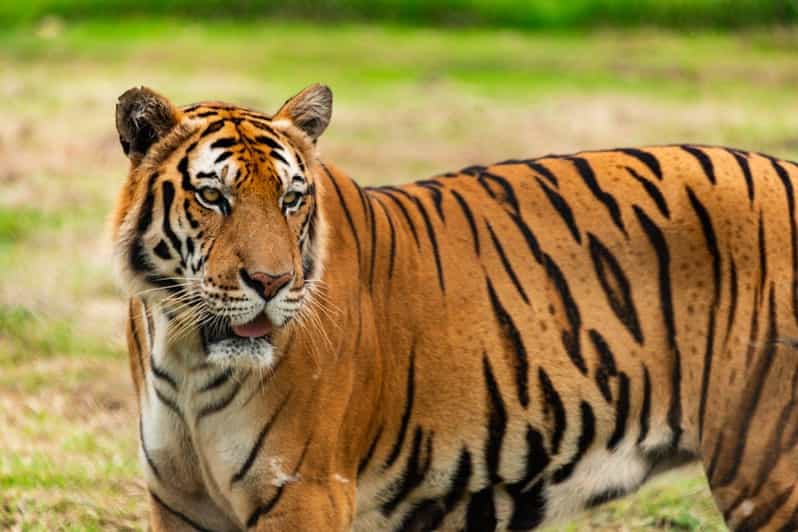 From Delhi: Private 5-Day Tiger and Golden Triangle Tour - Key Points