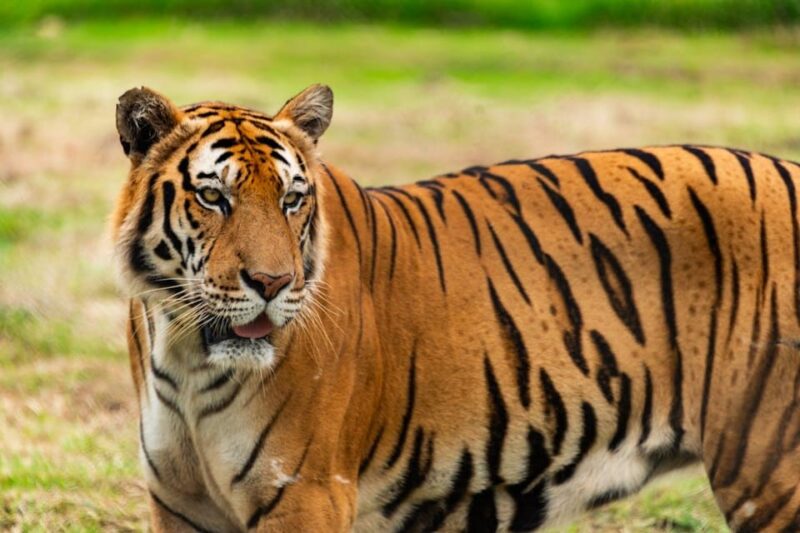 From Delhi: Private 5-Day Tiger and Golden Triangle Tour - Inclusions