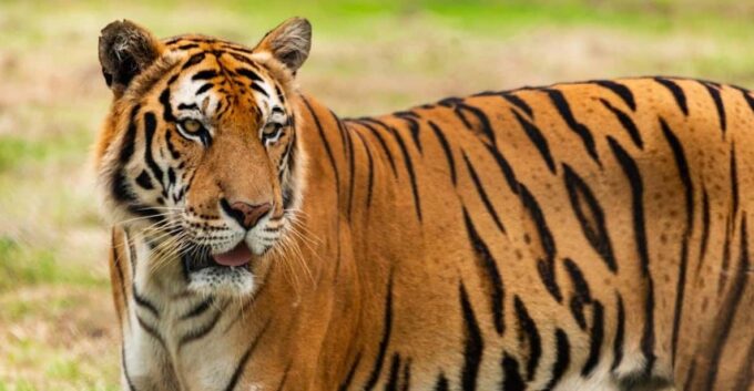 From Delhi: Private 5-Day Tiger and Golden Triangle Tour - Private 5-Day Tour