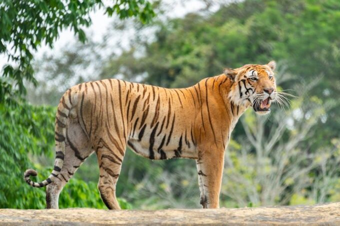 From Delhi: Private 5-Day Tiger and Golden Triangle Tour - Frequently Asked Questions