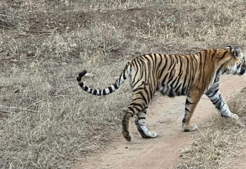 From Delhi : Private 8-Day Golden Triangle With Tiger Safari - Key Points