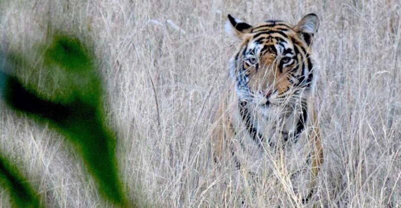 From Delhi : Private 8-Day Golden Triangle With Tiger Safari - Accommodation and Meals