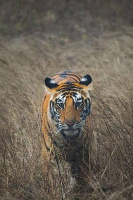 From Delhi : Private 8-Day Golden Triangle With Tiger Safari - Booking and Payment