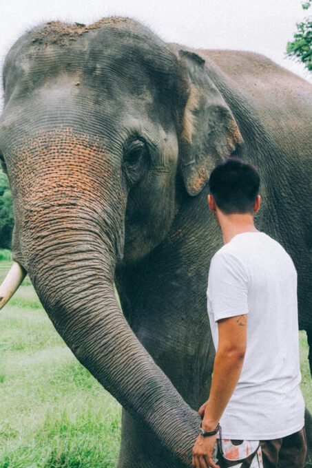 From Delhi: Sunrise Taj Mahal and Elephant Wildlife SOS Tour - Exploring the Elephant Conservation Park