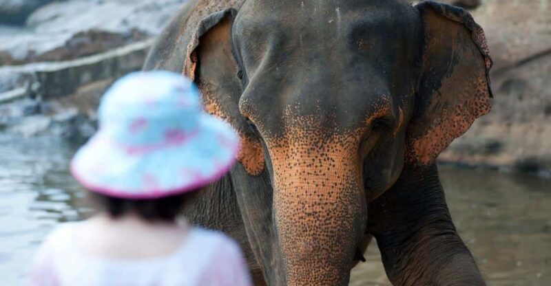 From Delhi: Sunrise Taj Mahal and Elephant Wildlife SOS Tour - Key Points