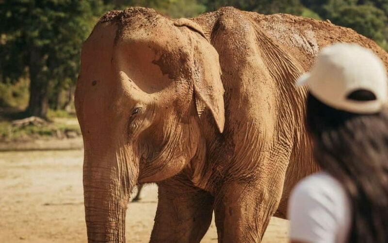 From Delhi: Sunrise Taj Mahal Tour with Elephant SOS Center - Ethical Elephant Encounter at SOS Center