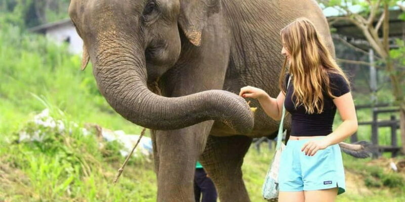 From Delhi: Sunrise Taj Mahal Tour with Elephant SOS Center - Practical Details & Tips