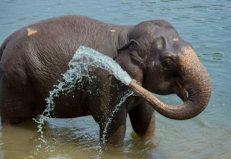 From Delhi: Sunrise Taj Mahal Tour with Elephant SOS Center - Who This Tour Is Best For