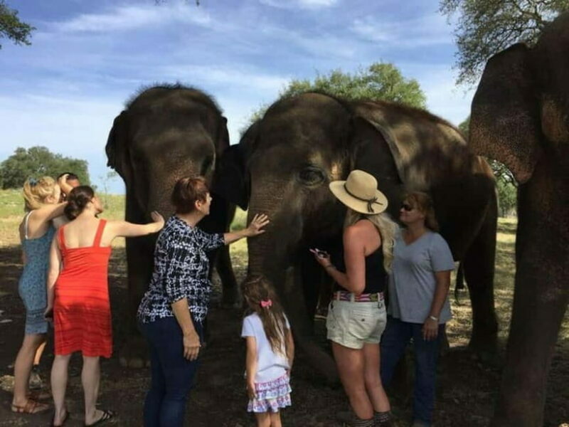 From Delhi: Sunrise Taj Mahal Tour With Elephant SOS - Authentic Experiences and Practical Details