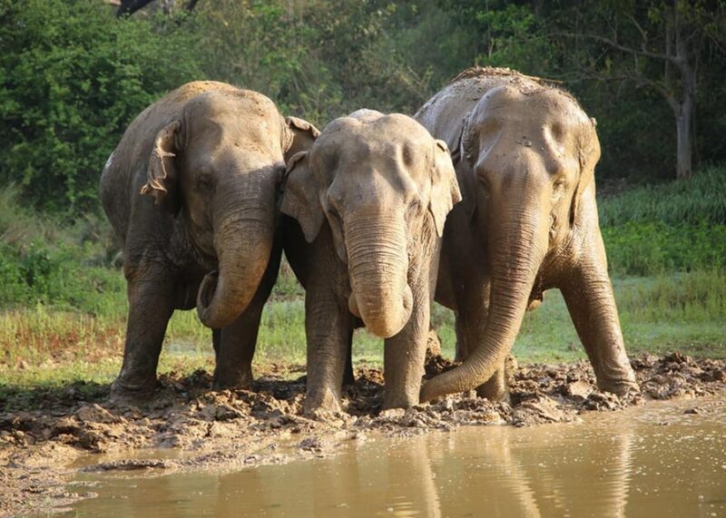 From Delhi: Taj Mahal Agra With Elephant Conservation Tour - Key Points