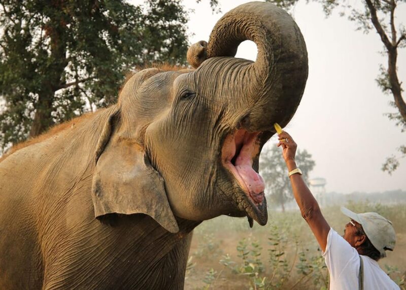 From Delhi: Taj Mahal Agra With Elephant Conservation Tour - Tour Guide and Language Options