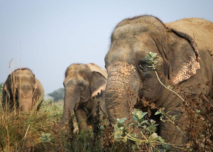 From Delhi: Taj Mahal Agra With Elephant Conservation Tour - Customer Reviews