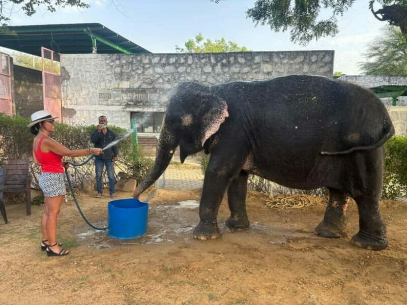 From Delhi: Taj Mahal Sunrise and Elephant Conservation Tour - What the Reviews Say