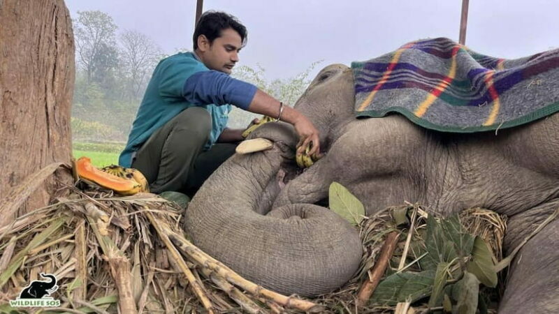 From Delhi: Taj Mahal Sunrise and Elephant Conservation Tour - Practical Details and Considerations