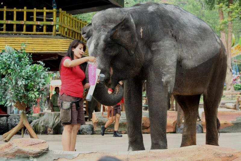 From Delhi: Taj Mahal Sunrise and Elephant Wildlife SOS Tour - Inclusions and Exclusions