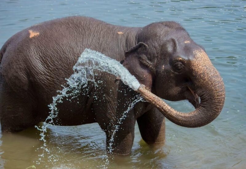 From Delhi: Taj Mahal Sunrise and Elephant Wildlife SOS Tour - Booking and Reservation Options