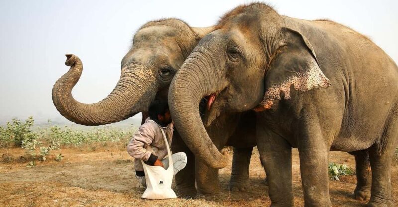 From Delhi: Taj Mahal Sunrise Tour Elephant Conservation - Itinerary Highlights